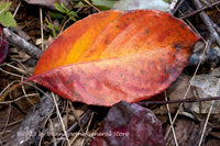 art print of Orange and Burgundy Fall Leaves on a Bed of Twigs