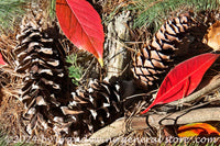 pine cones, branches and autumn leaves art print