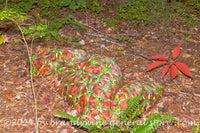 art print of a painted rock in a late fall garden