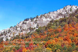 art print of fall colors and rock ledge in Bland Hills WV