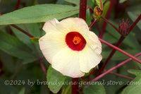 art print of a single cream color bloom of the Roselle Hibiscus with a red center