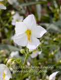 art print of a single white bloom of the seashore mallow hibiscus bush