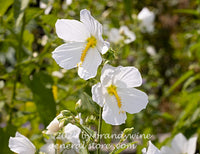 art print of a pair of white blooms on the seashore mallow hibiscus