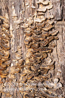 art print of two rows of rich brown and tan fungi growing up a tree trunk