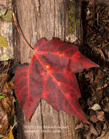art print of Lone Red Leaf on a Small Log
