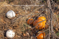 Skeletal Tree Grabbing the Pumpkins art print