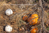 Skeletal Tree Grabbing the Pumpkins art print