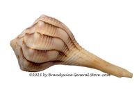 art print of Spiral Shaped Conch Shell with Stripes