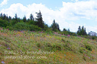 art print of a bank of mountain wildflowers on top of Spruce Knob mountain in WV