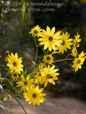 Stalk of yellow flowers hanging over the garden path botanical art print