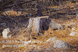 art print of a large stump with several rocks laying around in bed of pine needles