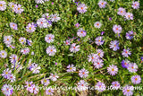 art print of wild asters with purple blooms in thick green leaves