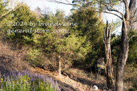 wildflowers and scrub brush in abandoned pasture field art print