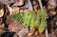 art print of a winter fern frond hanging over a stick and bed of dried leaves