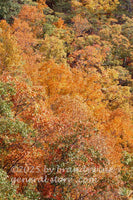 art print of yellow fall leaves from top of Seneca Rocks in WV