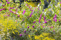 art print of yellow wildflowers around American Beautyberry bushes with purple berry pods