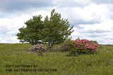 An original premium Quality Art Print of Sphagnum Moss Plain with Wild Mountain Laurel and Tree for sale by Brandywine General Store