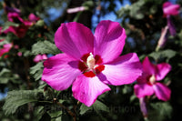 A premium Quality Botanical Art Print of Hibiscus Single Dark Pink Rose of Sharon Bloom for sale by Brandywine General Store