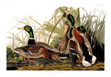 An archival premium quality art print of the Mallard Duck by John James Audubon for sale by Brandywine General Store