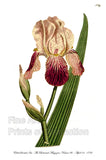 An archival premium Quality Botanical art Print of the Elder Scented Iris as it appeared in the Curtis Botanical Journal for sale by Brandywine General Store