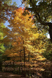 Yellow Fall Trees on the Corner of the Road Art Print