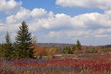 An original premium Quality Art Print of Spruce Trees, Blueberries and Grasses on Dolly Sods for sale by Brandywine General Store