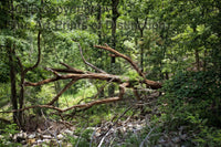 Primeval Forest in the Mountains of West Virginia Art Print