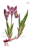 An archival premium Quality Art Print of the Crested Iris as it originally appeared in the Botanical Magazine in 1798 for sale by Brandywine General Store