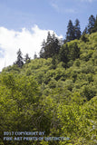 An archival premium Quality art Print of Dark Evergreens Among Lighter Brush in the Smokey Mountains for sale by Brandywine General Store