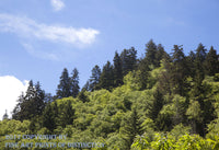 An archival premium Quality art Print of a Small Green Knoll on Top of Old Smokey for sale by Brandywine General Store