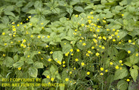 An archival premium Quality art Print of Small Yellow Wildflowers in Great Smokey National Park for sale by Brandywine General Store