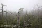 An archival premium Quality art Print of Skeletal Trees Framing a Spiral Evergreen in the Cloud Cover for sale by Brandywine General Store