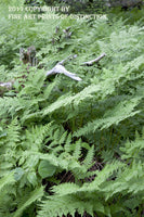 An archival premium Quality art Print of Ferns Growing Around a Tree Stump for sale by Brandywine General Store