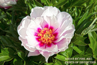 Peony in Pink Botanical Art Print