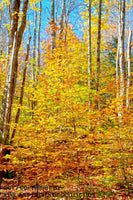 An original premium Quality Art Print of Vivid Yellow Hickory Trees and Oaks in the Fall for sale by Brandywine General Store