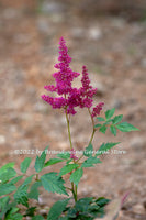 A premium quality botanical art print of Astillbe a Large Pink Bloom