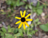 A botanical art print of Black Eyed Susan a single bloom