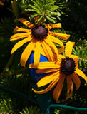 A premium quality botanical art print of Black Eyed Susans wrapped Around a Blue Christmas Bulb for sale by Brandywine General Store