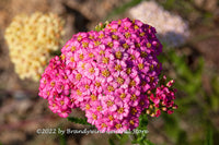 A premium quality botanical print of a Cockscomb large pink flower head