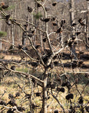 A fine art print of A Fan of Pine Cones