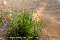 A Premium Quality Art Print of Scary Floating Arm at the Pond's Edge