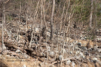 A fine art print of Sapling trees in a rock bar showing young sassafras trees in this landscape artwork