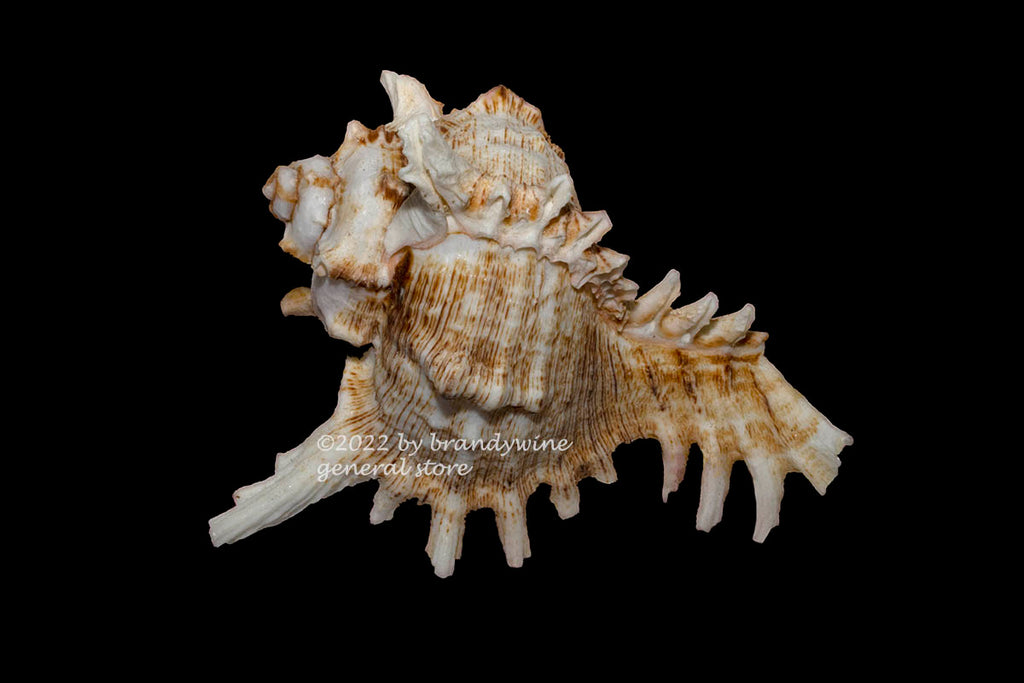 Spiny Conch Shell with Brown Stripes art print | Brandywine General Store