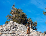 Bristlecone Pine Forest Ancient Trees on a Clift Art Print