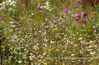 A botanical art print of Bank of Yellow, White and Purple Wildflowers