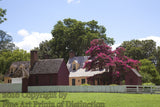 Beautiful Homestead with Pink Crepe Myrtle in Williamsburg art print