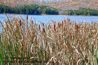 Cattails at Spruce Knob Lake Art Print