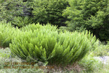 An Art Print of a Large Stand of Cinnamon Ferns on Dolly Sods