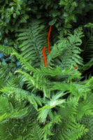 Large Blooming Cinnamon Fernfound on Spruce Knob mountain in WV Art Print