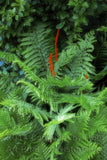 Large Blooming Cinnamon Fernfound on Spruce Knob mountain in WV Art Print